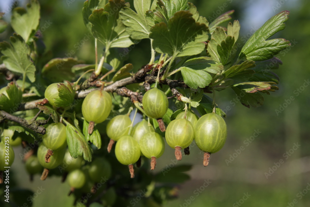 Gooseberry on the bush