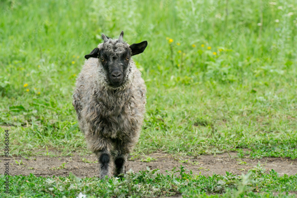 Black sheep Black sheep