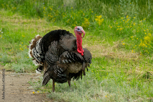 Turkey cock