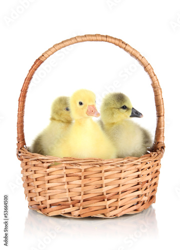 Little ducklings in wicker basket isolated on white