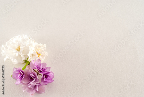 African violet isolated on a white background