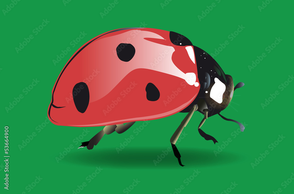 Obraz premium Coccinella