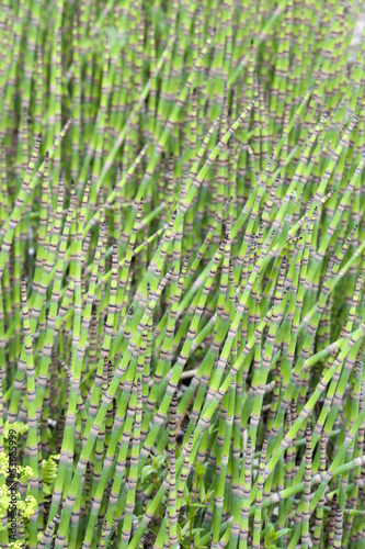 Equisetum hyemale giganteum