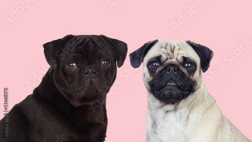 Fototapeta Naklejka Na Ścianę i Meble -  Nice couple of pug dogs