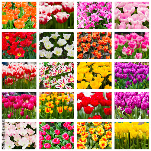 Tulips. Spring flowers