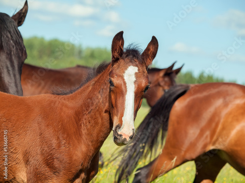 bay colt in the herd at the pasture