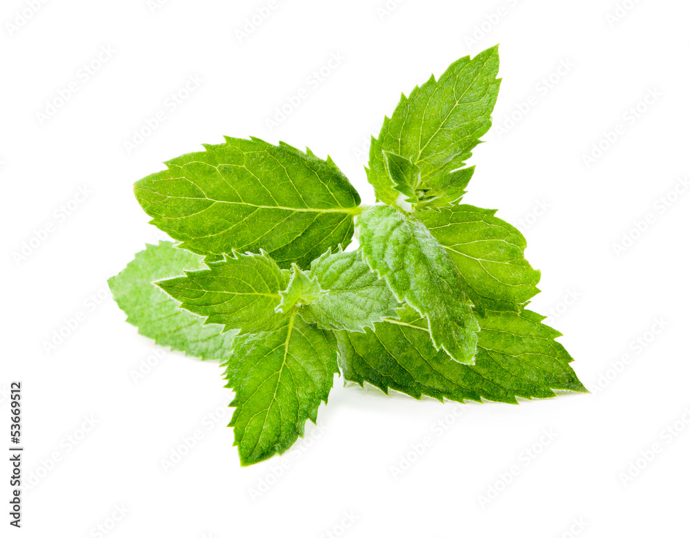 Leaf spearmint on white background Leaf spearmint on white background