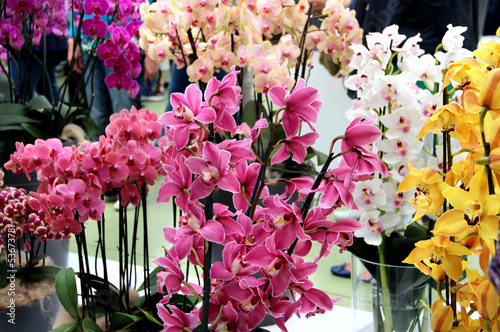 Fototapeta Naklejka Na Ścianę i Meble -  Beautiful orchids in the vases