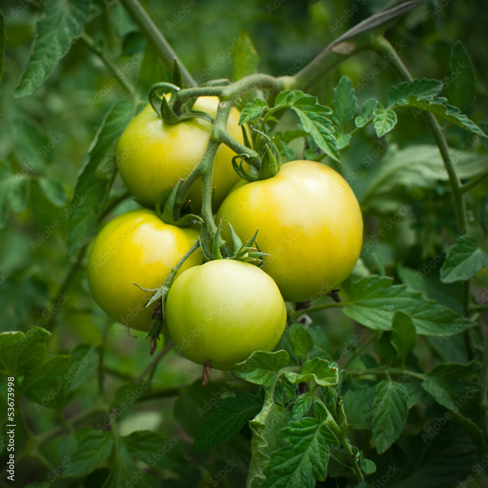 Branch of new crop green tomatoes growing at outdoor garden