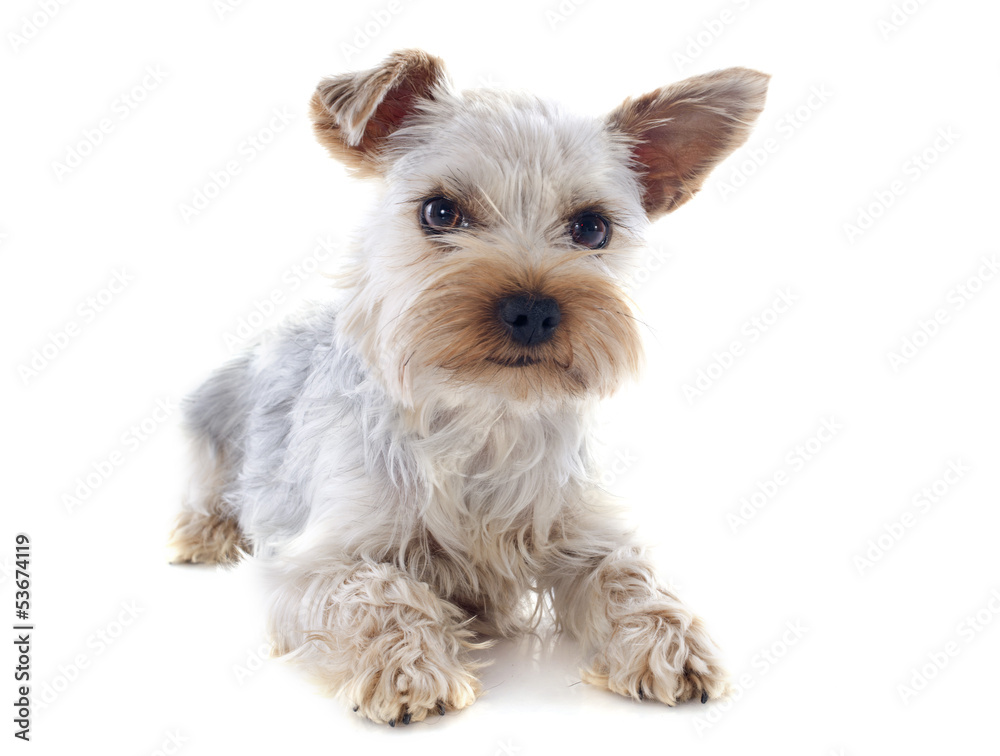 yorkshire terrier