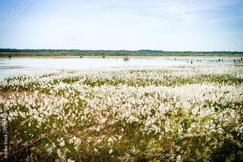 marshy landscape - vintage