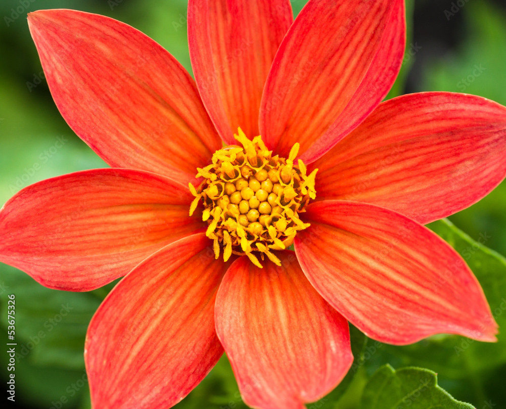 Red Cosmos Flower with shallow depth of field. Red Cosmos Flower with shallow depth of field.