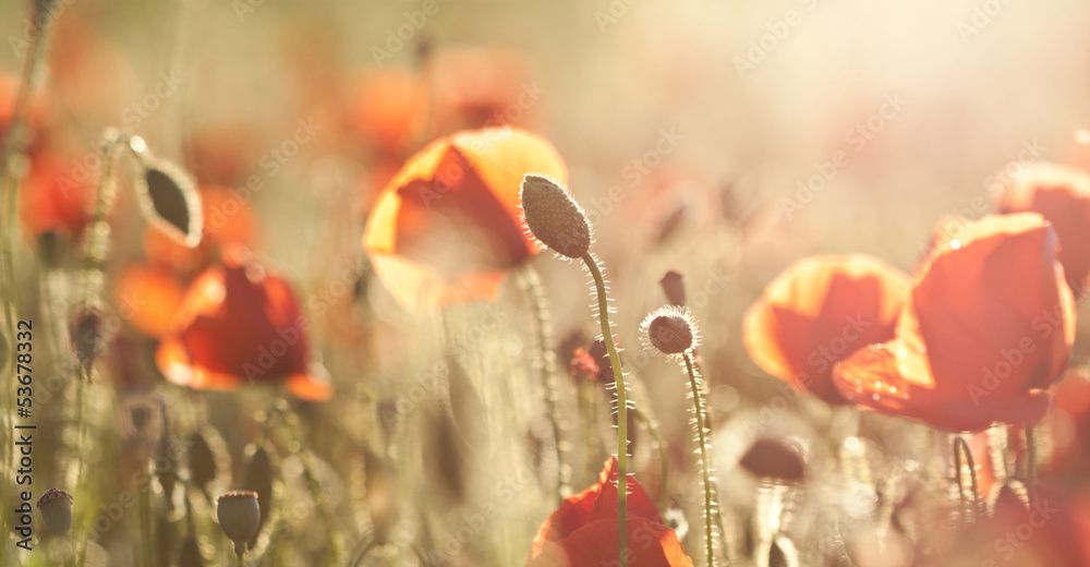 Poppies on green summer field in the sunset