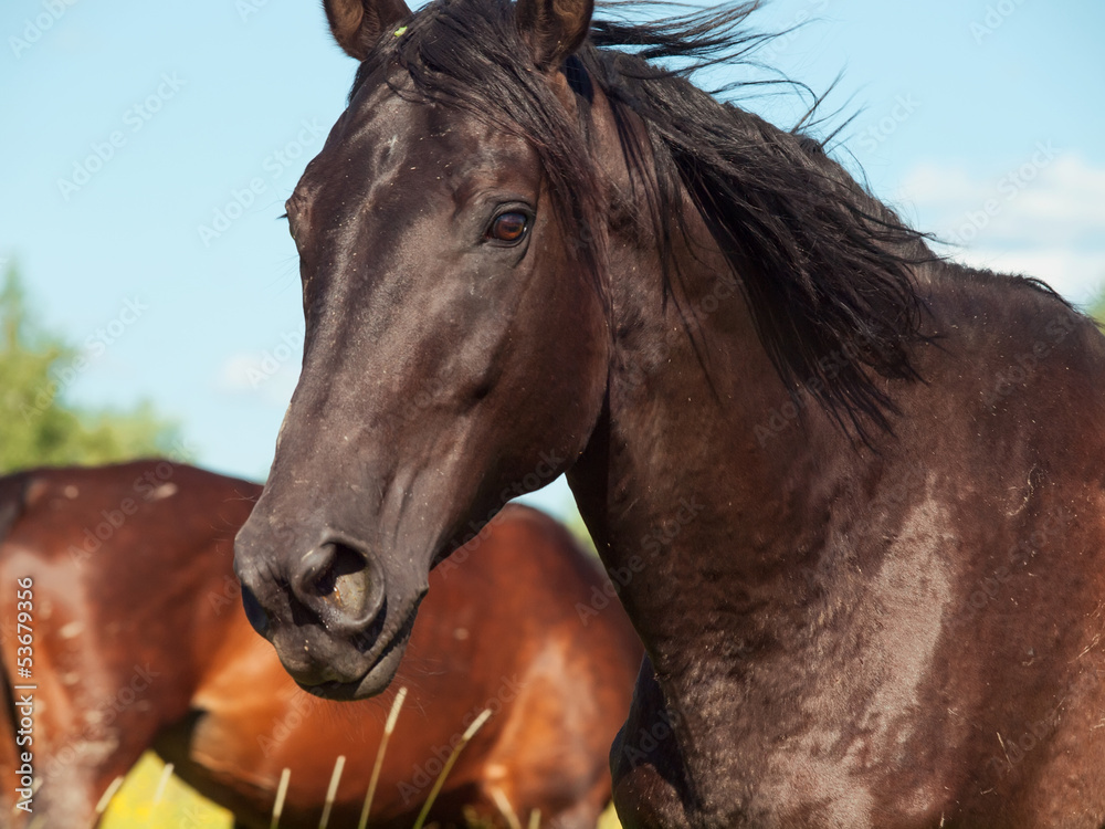 Obraz premium portrait of running black mare in the pasture