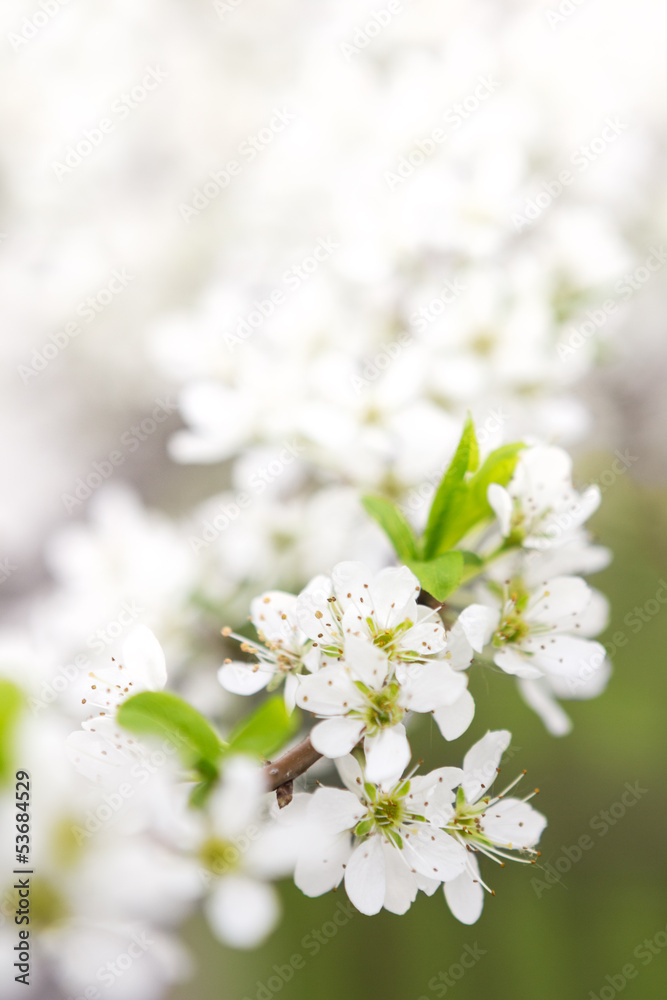 Blossoming branch of apple-tree in sunny day