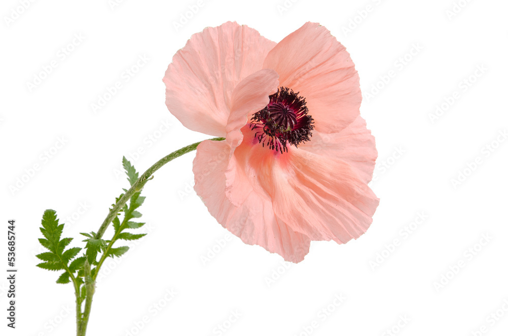 Obraz premium Rosa Mohnblume