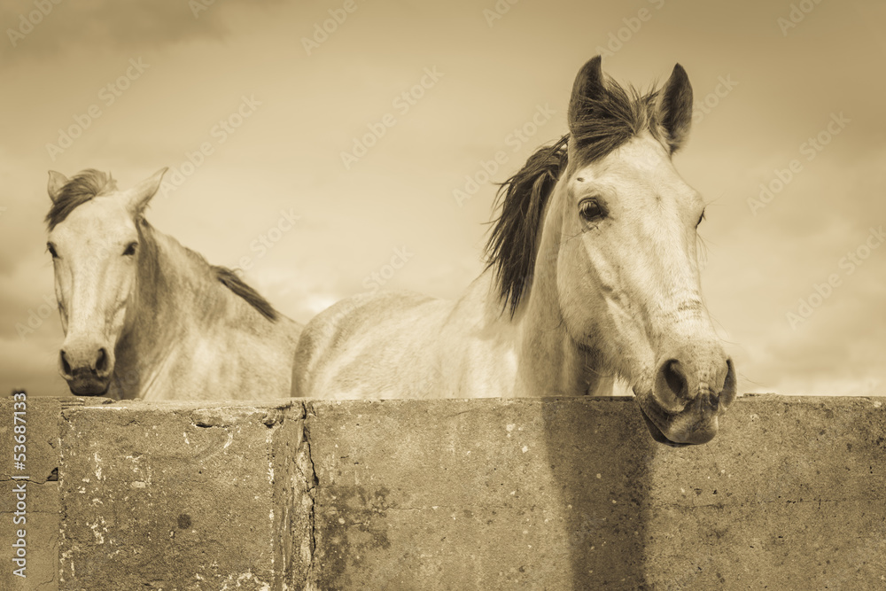 two white horses - obrazy, fototapety, plakaty 