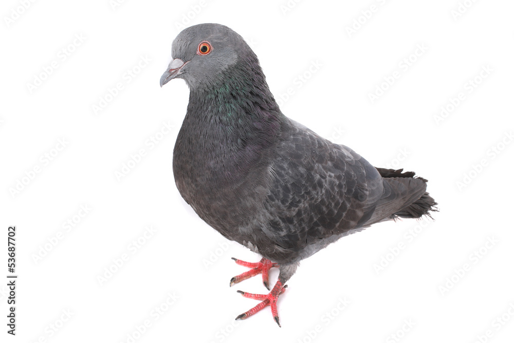 dove dove