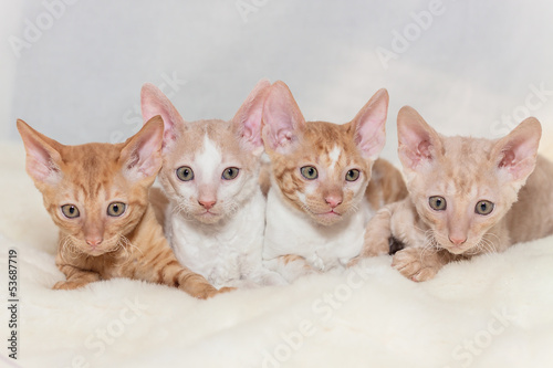 Foto a group of kittens red teddy Cornish Rex