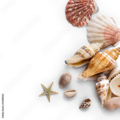 Seashells isolated on white background