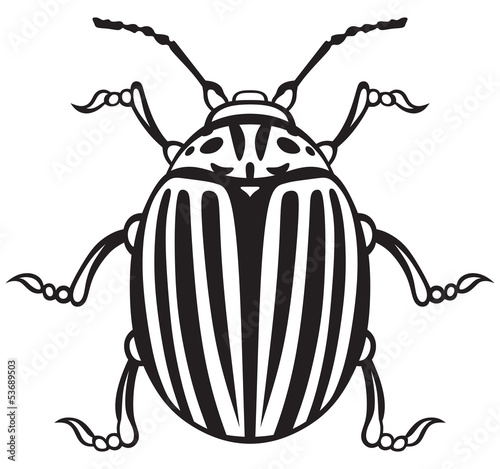 Colorado beetle isolated on white background