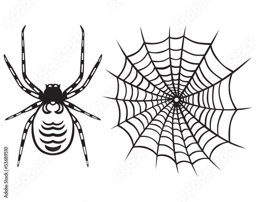 Spider and Web isolated on white background
