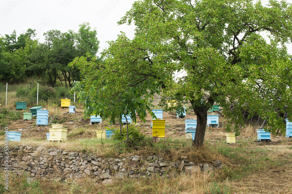 Meadow with bee hives