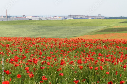 View of the city from a poppy field
