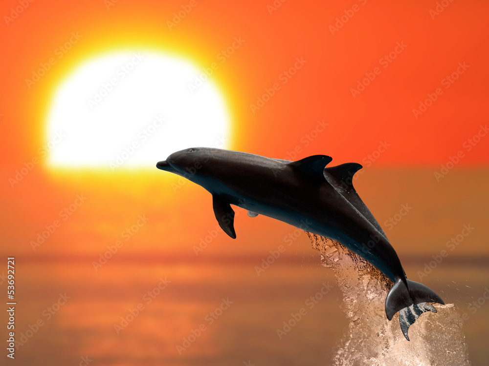 Fototapeta premium Delfiny o zachodzie słońca