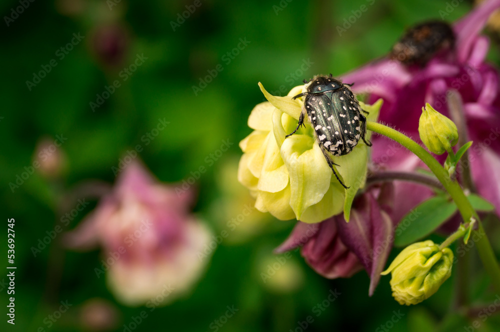 Black Bug Black Bug