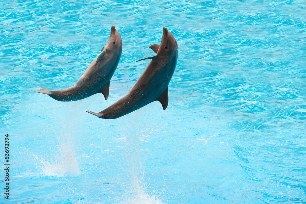 Obraz premium Dolphins