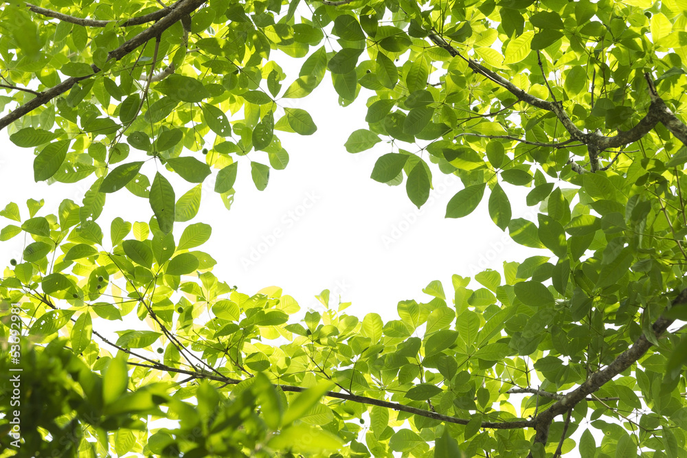 Fototapeta premium Leaves, twigs, green, yellow, beautiful