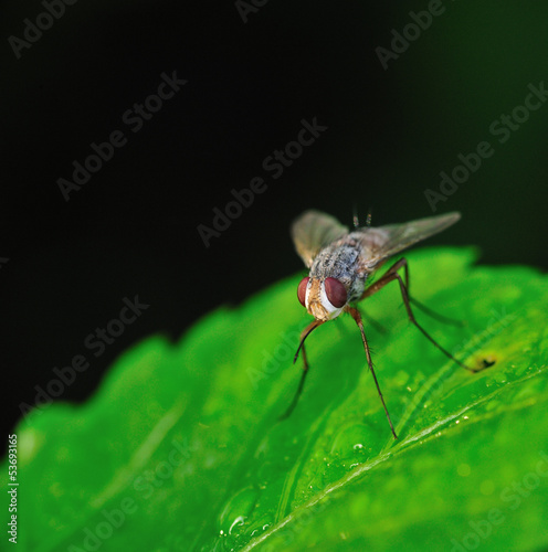 Fruit fly relaxing on a green leaf