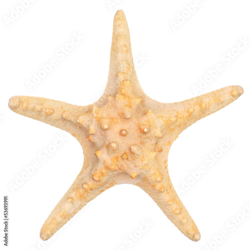 close up shot of starfish isolated on a white background