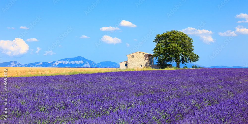 Lavender flowers blooming field, house and tree. Provence, Franc - obrazy, fototapety, plakaty 