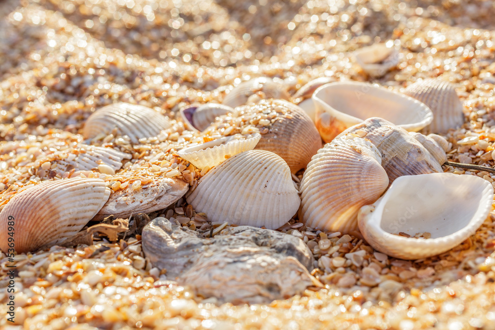 Shell molluscs in the sand