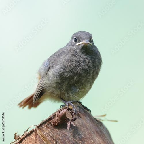 Young Black Redstart isolated photo