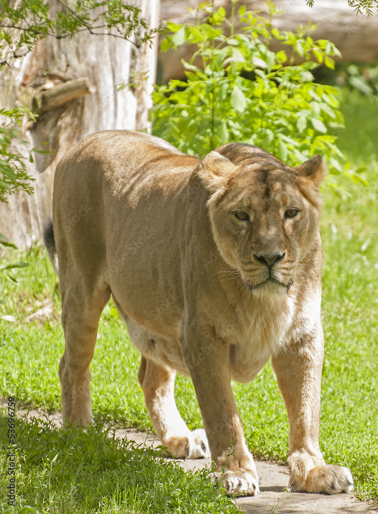 Obraz premium Lioness