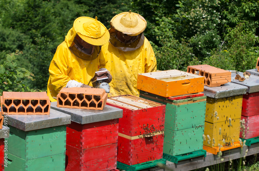 Fototapeta premium apiarists working with beehives
