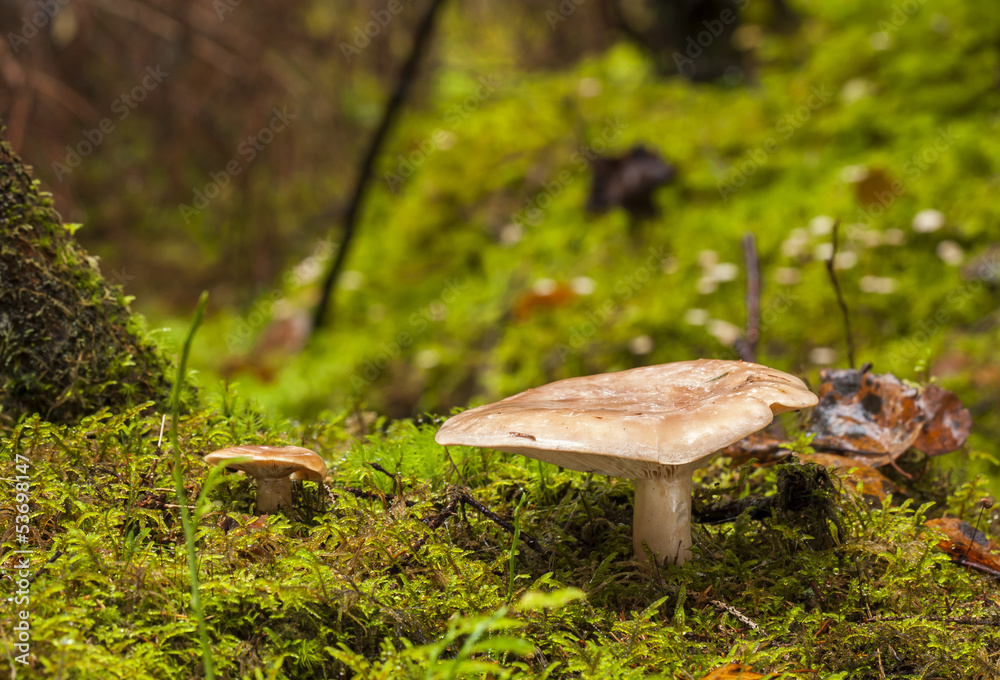 Fototapeta premium False saffron milk-cap mushroom