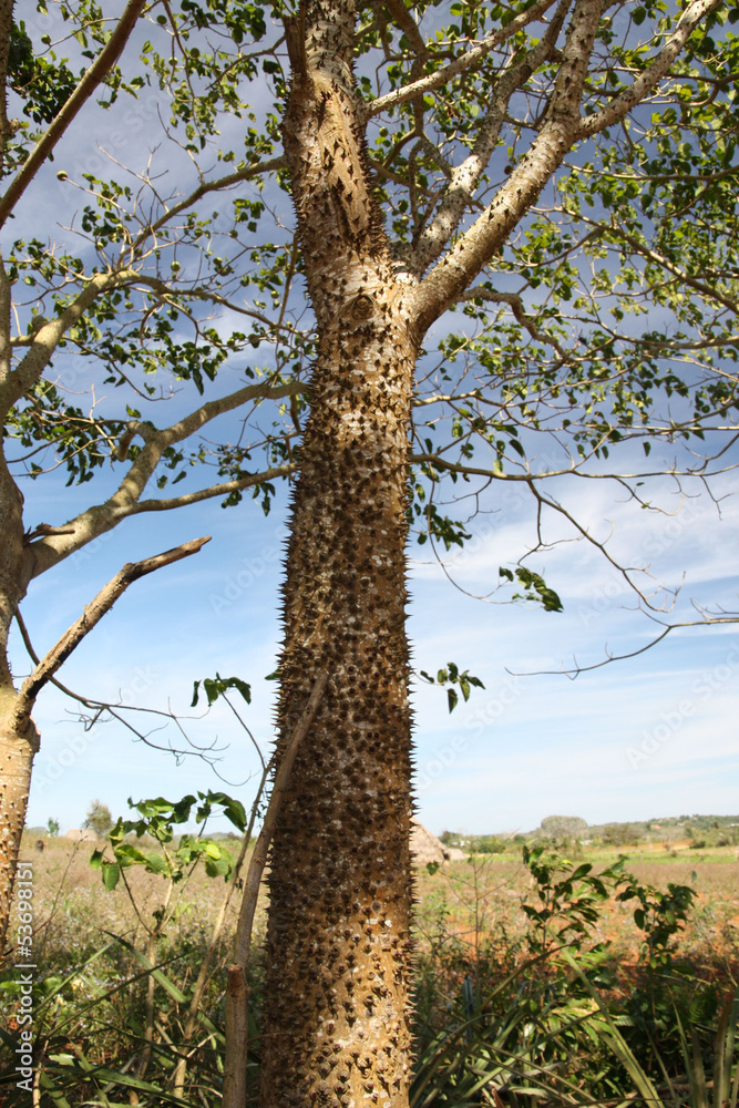 Cuba - Vinales, l'arbre à piquants