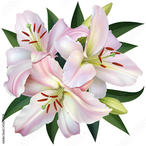 Fototapeta Naklejka Na Ścianę i Meble -  White Lily