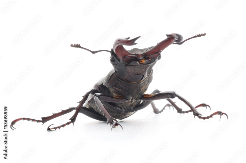 Fototapeta premium Rhinoceros beetle isolated on white