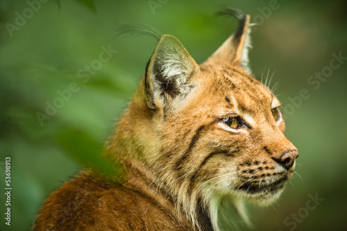 Eurasian Lynx (Lynx lynx)..