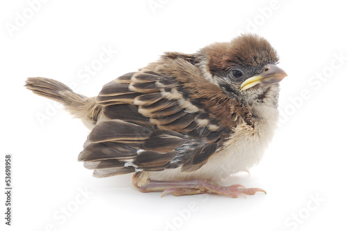 Cute House Sparrow Chick