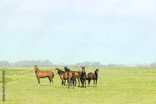 Six horses in a green meadow