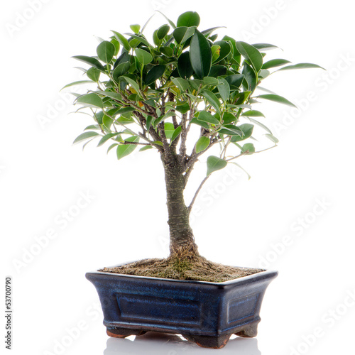 Chinese green bonsai tree
