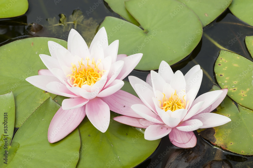 Water lily flowers