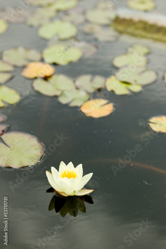 Water lily flowers