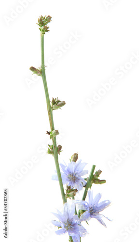 Chicory flowers, isolated on white © Africa Studio